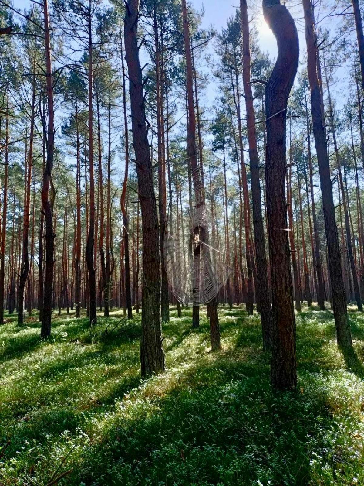 Вілла Lesniczowka Rzadza Екстер'єр фото